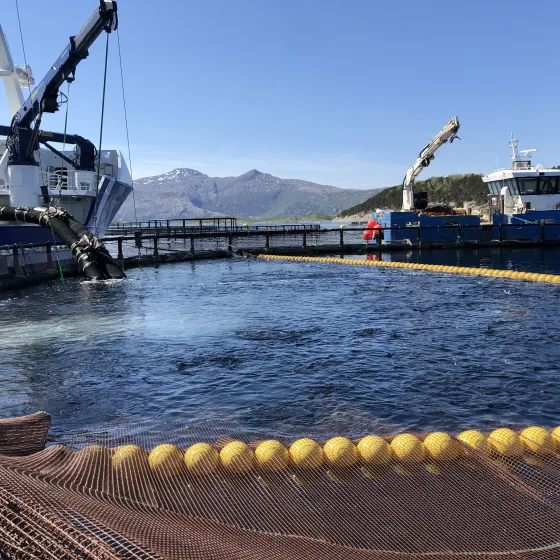 Fiskeoppdrett bilde