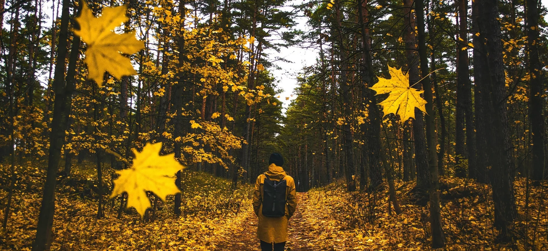 12019 autumn 1804592